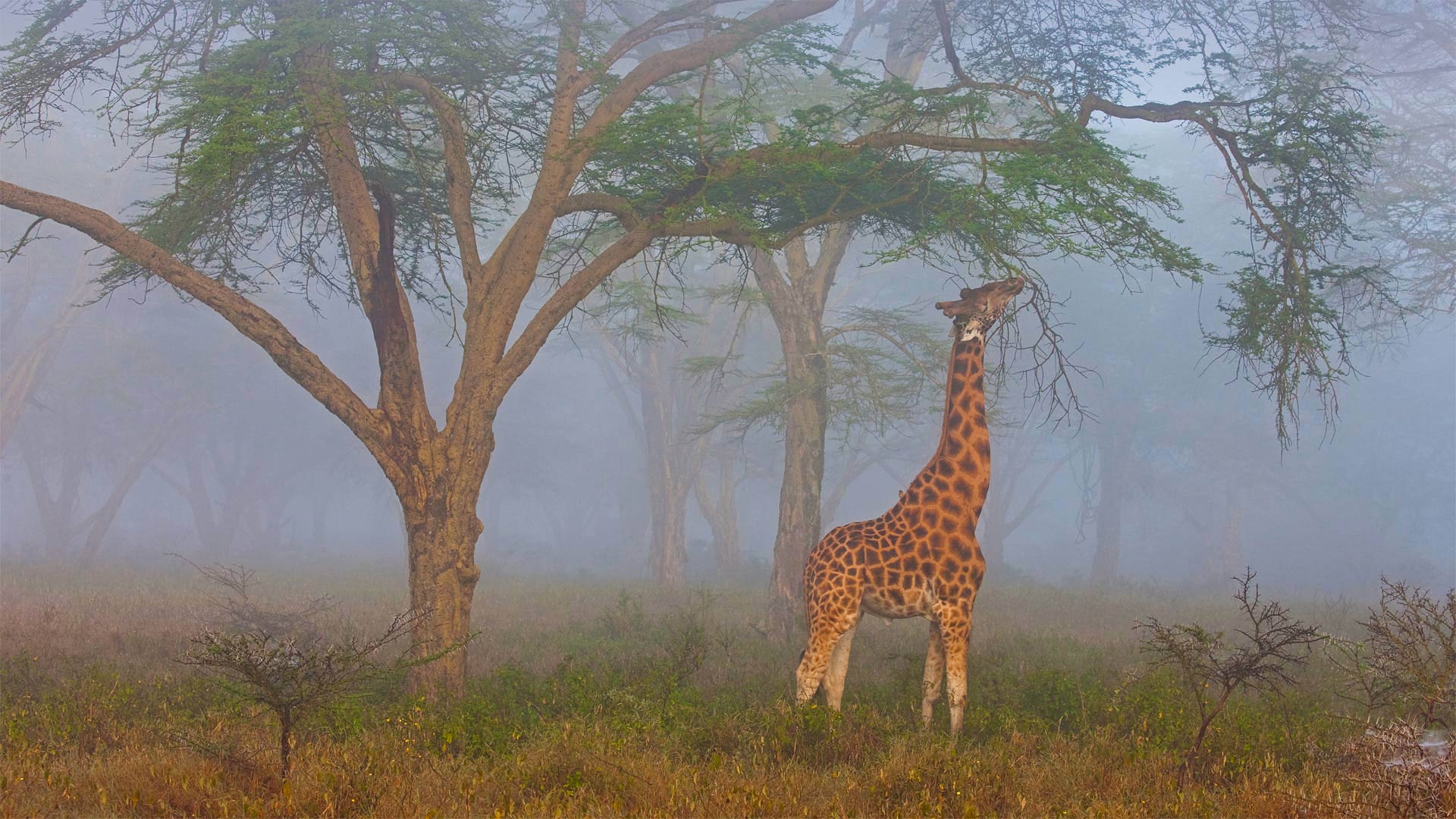 Girafas Falantes